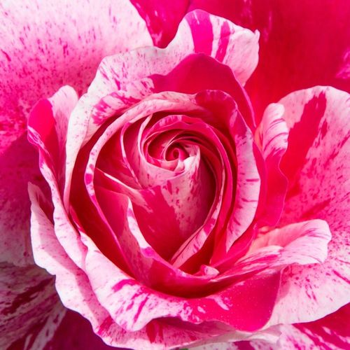 Růže online koupit v prodejně - Rosa  Ines Sastre® - diskrétní - Stromkové růže, květy kvetou ve skupinkách - růžová - bílá - Alain Meilland - stromková růže s převislou korunou - -